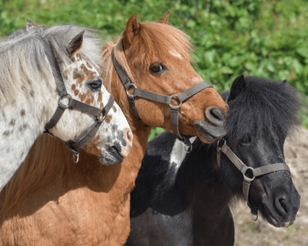 Séjour court "Mes animaux préférés" (4-6 ans) – Image 4